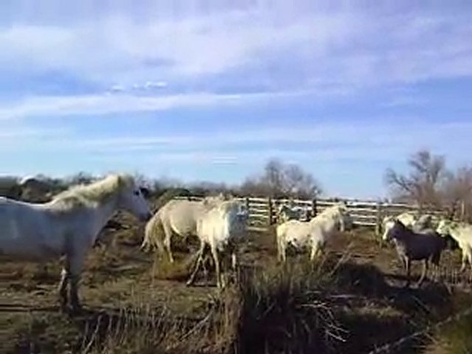 chevaux