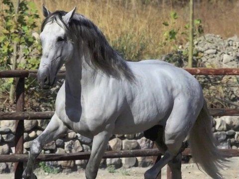 Tenaz Semental Calificado 31072010