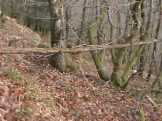 rapproché sur lièvre avec 4 porcelaines.