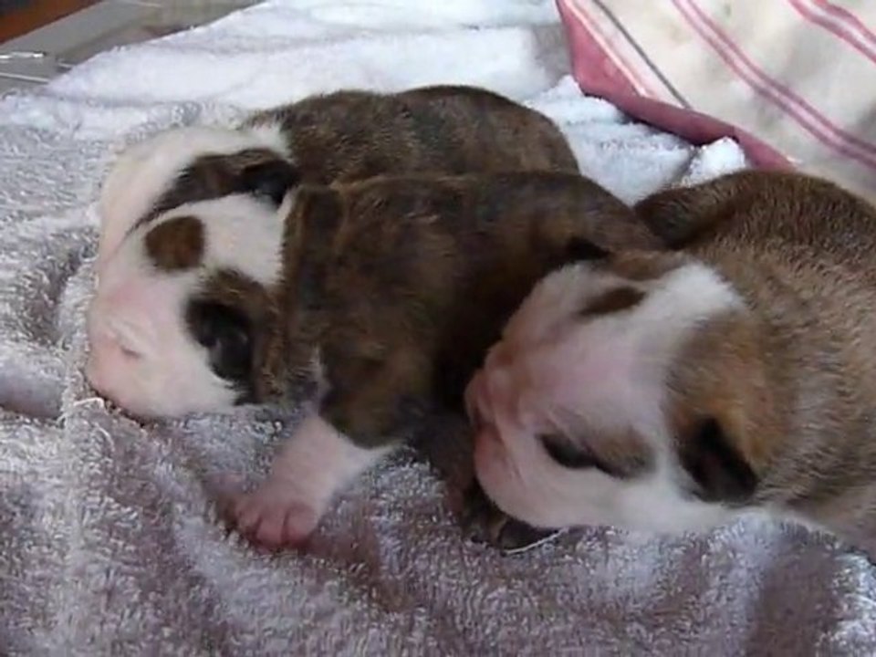 femelle bulldog anglais à 12 jours nées le 22/12/10-vidéo 2