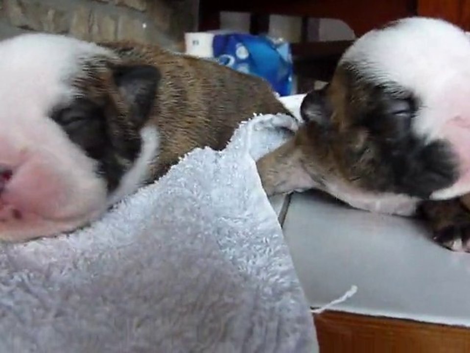 mâles bulldog anglais à 12 jours nées le 22/12/10