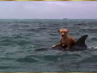 Golfinho resgatando cão que caiu no mar