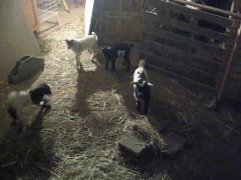 le lapin nain et les petits biqous