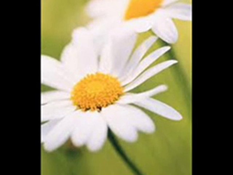 Papatya Gibisin Beyaz ve İnce - Secaattin Tanyerli