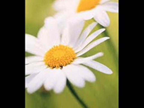 Papatya Gibisin Beyaz ve İnce - Secaattin Tanyerli