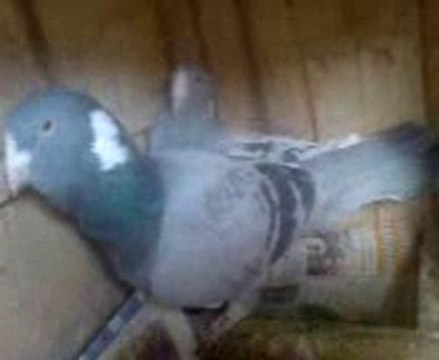 Fehmi ateş filo zırhlı şami video guvercinrehberi.com