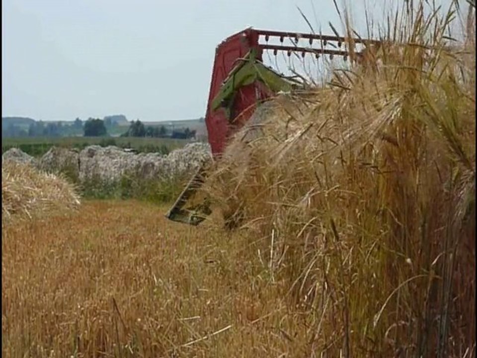 Moisson orge 2010 / Harvest of barley 2010
