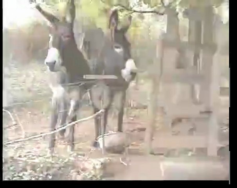 DERF&CO - Le père DD