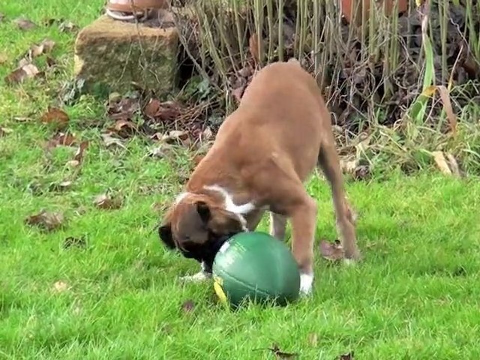 Fiona préfère le ballon oval