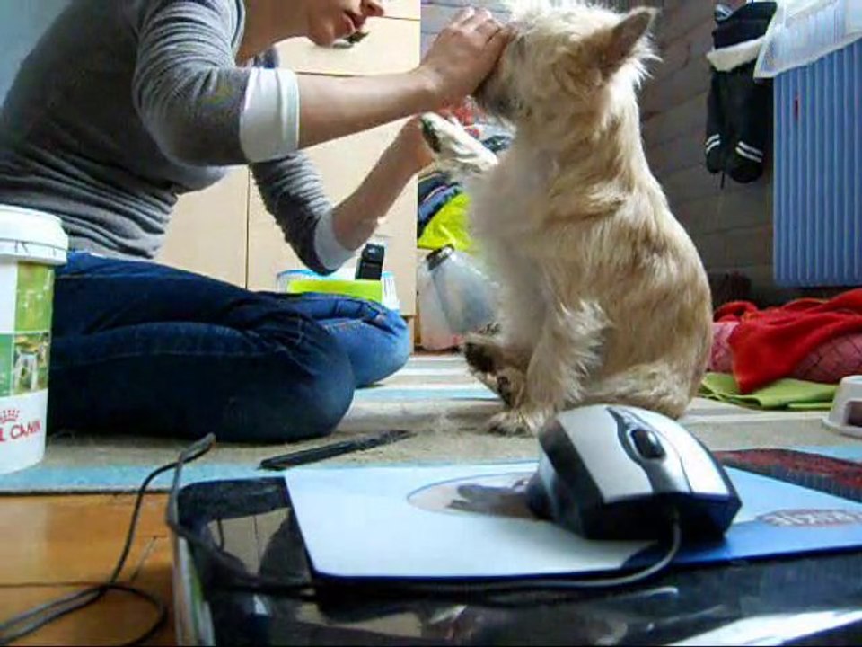 toilettage cairn terrier