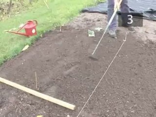 How To Plant Peas