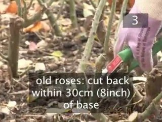 How To Prune Bush Roses In Winter