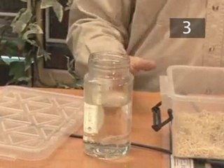 How To Care For Baby Corn Snakes