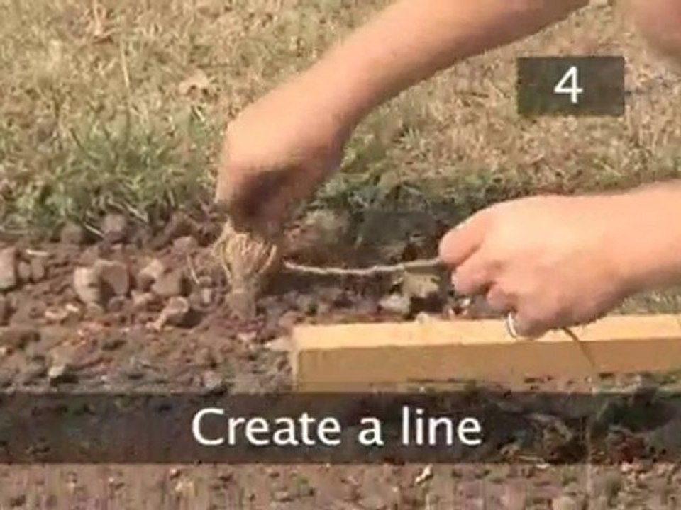 How To Transplant Seedlings InTo The Ground