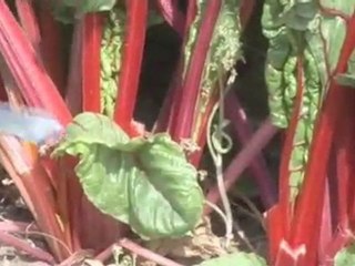 How To Harvest Swiss Chard