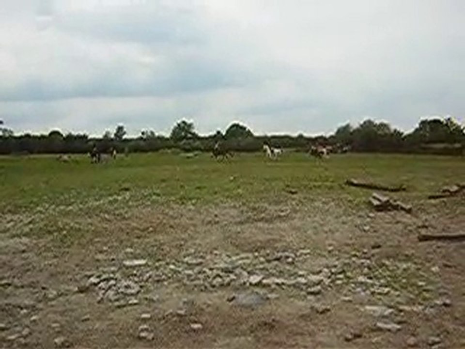 cross avec gallia