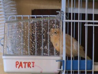 Patri, Canaria hembra bañandose