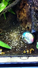 Nourrissage de mes dendrobate leucomelas