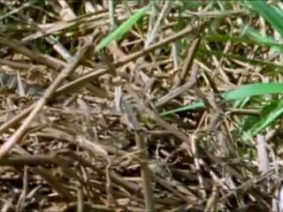 Le paradis sauvage des llanos Part 1