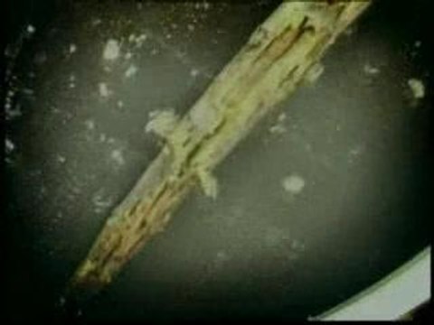 Montfermeil les bosquets 93370