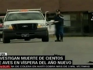 Investigan muerte de cientos de pájaros en EE.UU.