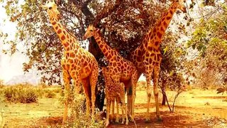 Photographs of Giraffe Family [Photograph of Giraffe Family]