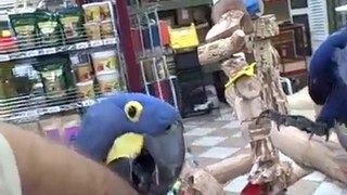 Hyacinth Macaws Birds for Sale Golden Cockatoo Exotic Birds