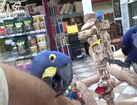 Hyacinth Macaws Birds for Sale Golden Cockatoo Exotic Birds