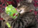 Il gatto che apre i regali