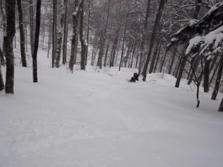 les hétres et la poudre