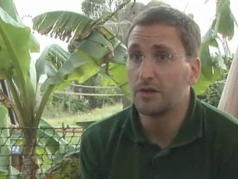 Gorillas In Captivity : Are gorillas an endangered species?