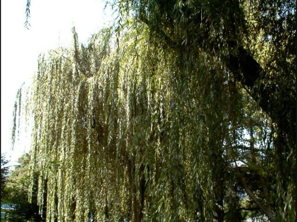L'arbre