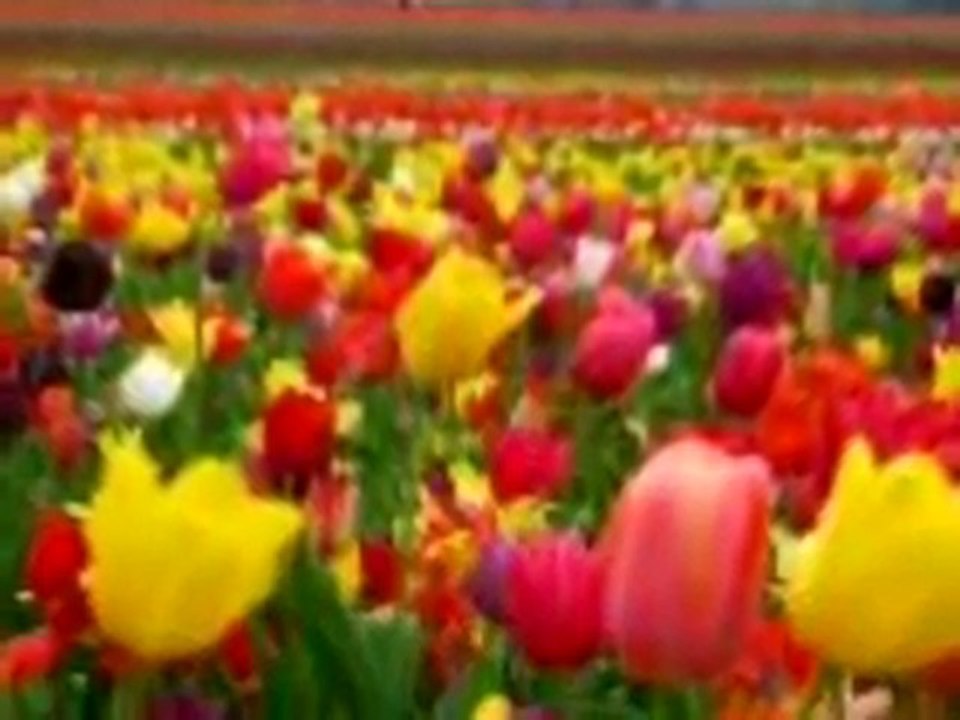 Nedim varol. Tufanbeyli,Adana, Mehtap varol 2011