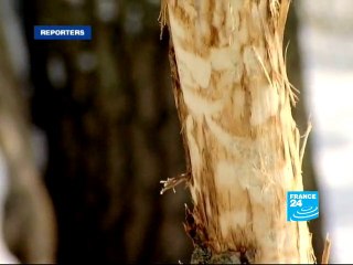 Les chevaux sauvages du Danube