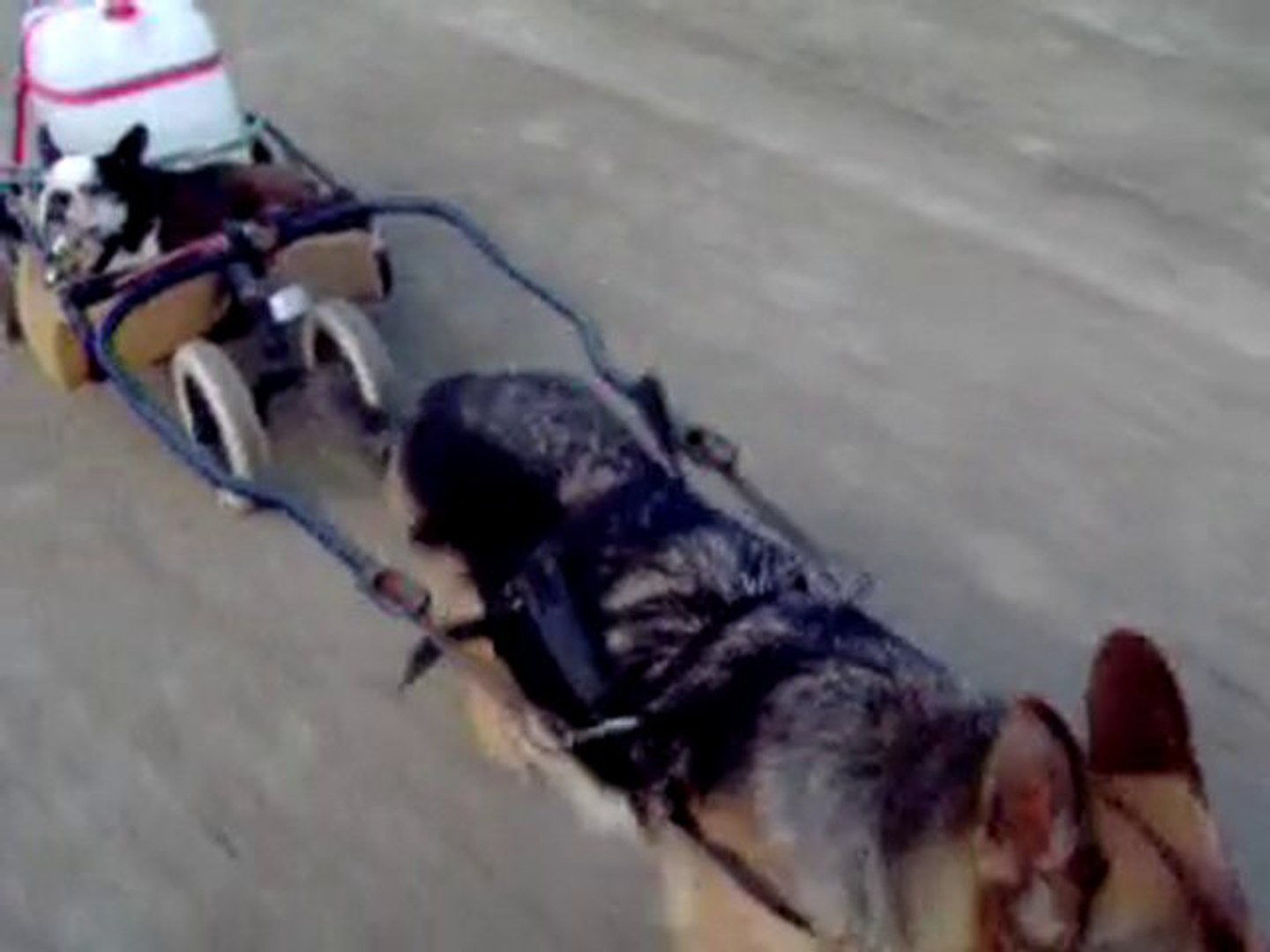 animals