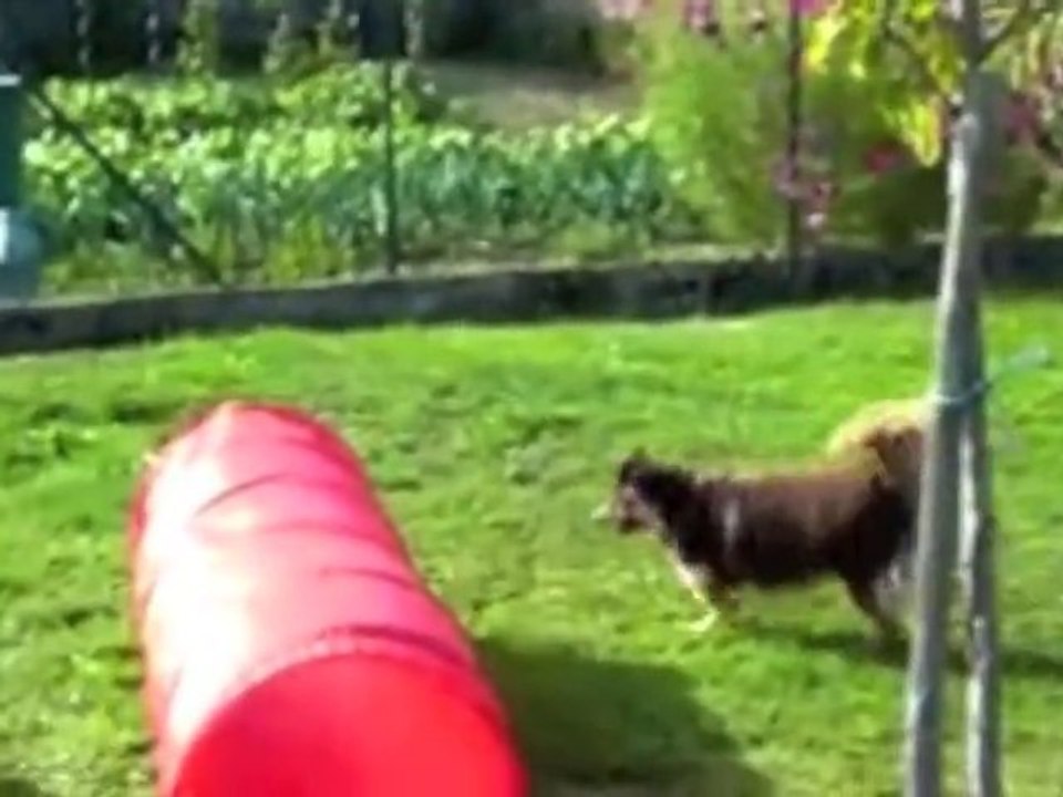 Chiots minis aussies des Monts Bleus