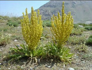 NİĞDE VE ÇEVRESİ RESİMLERİ-3--irfan vural