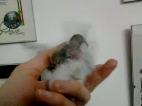 Thumbnail