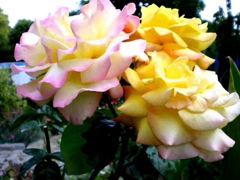 levez reunionnais levez mauricien