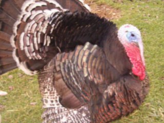 si j'avais le pouvoir d'Hirododo le dindon compo impro