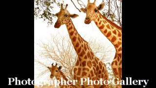 Giraffes and Family Photos [Giraffe and Family Photo]