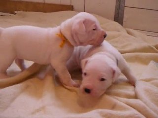 Chiots/Puppies Dogue Argentin Dogo Argentino Igashu Quebec