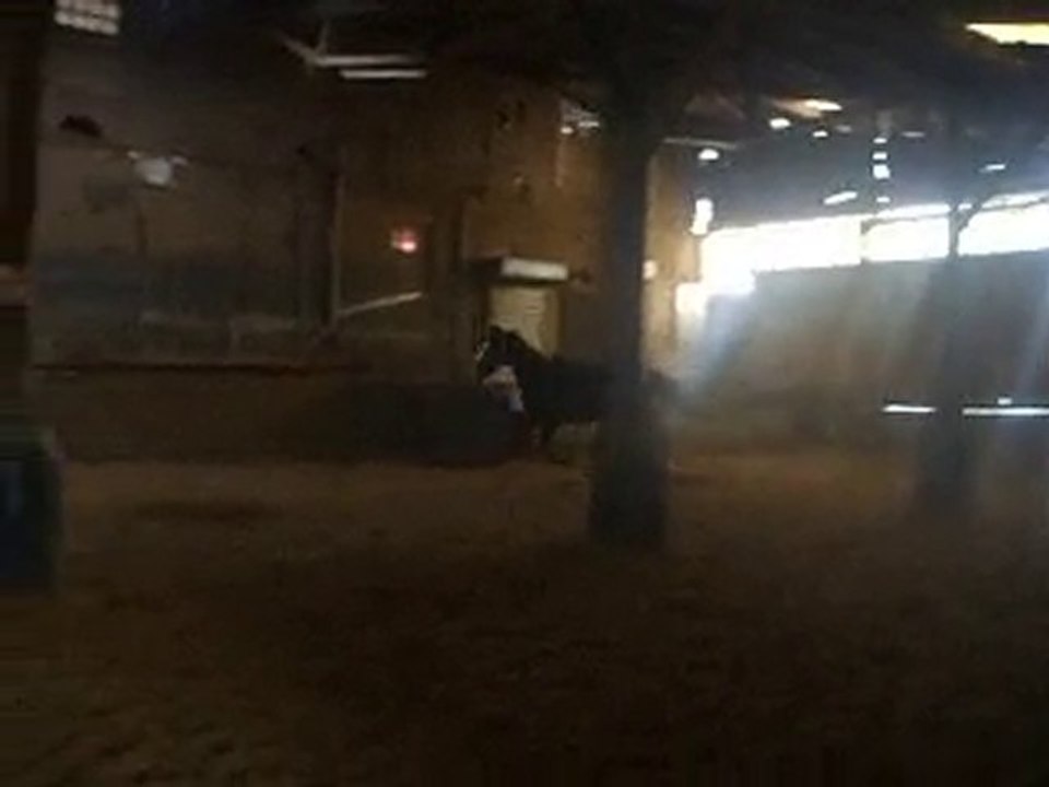 cheval fou