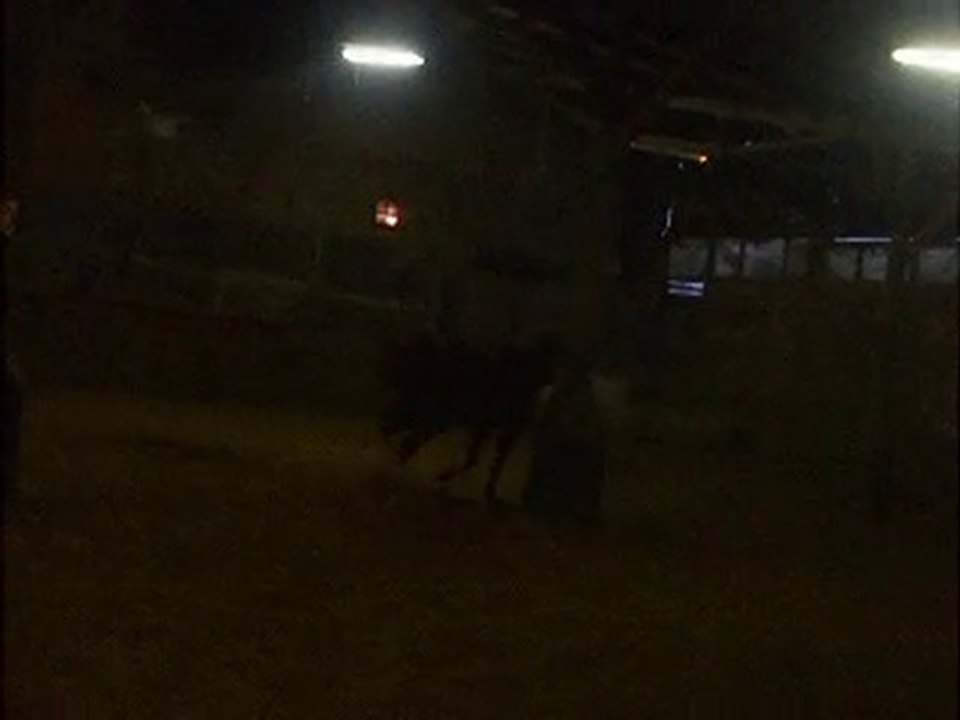 cheval au grand galop