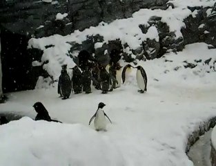 Download Video: Happy Penguin jumping