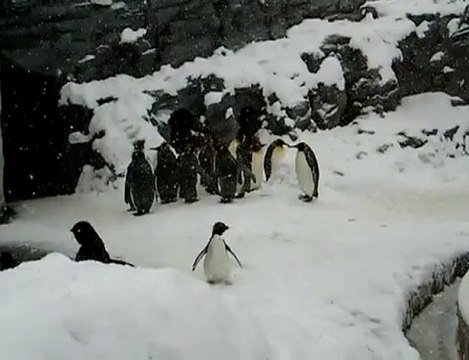 Happy Penguin jumping