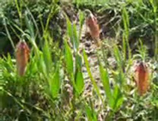 BEYAĞIL VE YÖRESİ RESİMLERİ 2-A--İRFAN VURAL