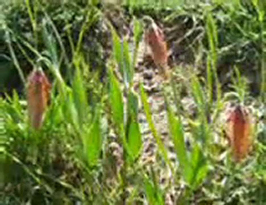 BEYAĞIL VE YÖRESİ RESİMLERİ 2-A--İRFAN VURAL