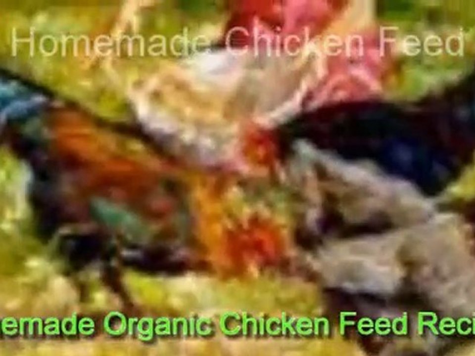 Homemade Organic Chicken Feed