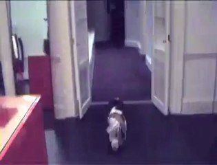 Stella McCartney Nobby in London Store 2008